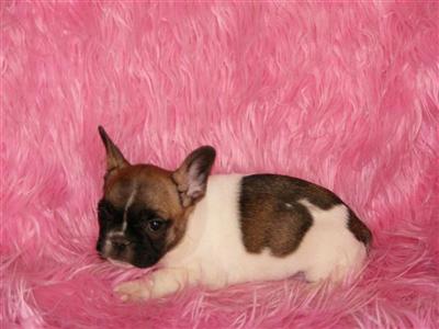 French Bulldog Puppies for Sale